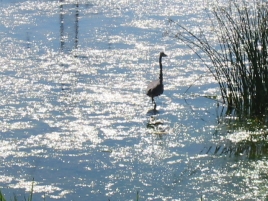 BlueHeron